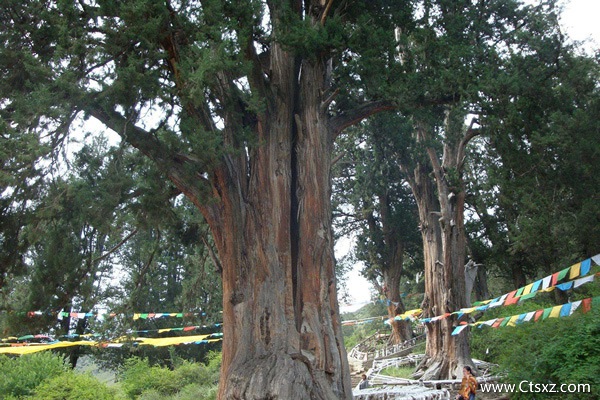 巨柏公園